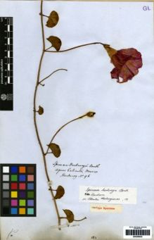 Type specimen at Edinburgh (E). Hartweg, Karl: 96. Barcode: E00259632.