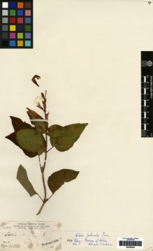 Type specimen at Edinburgh (E). Parry, Charles; Palmer, Edward: 755. Barcode: E00259634.