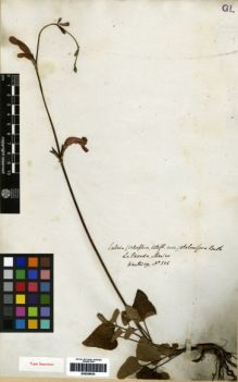Type specimen at Edinburgh (E). Hartweg, Karl: 505. Barcode: E00259635.