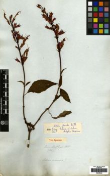 Type specimen at Edinburgh (E). Mathews, Andrew: 1347. Barcode: E00259642.