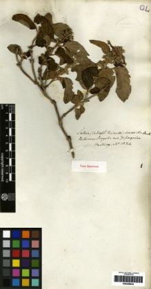Type specimen at Edinburgh (E). Hartweg, Karl: 1324. Barcode: E00259644.