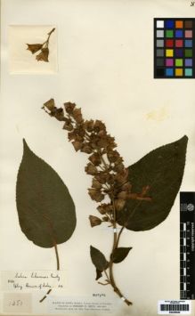 Type specimen at Edinburgh (E). Smith, Herbert: 1380. Barcode: E00259646.