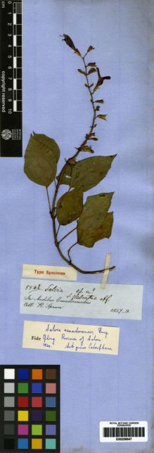 Type specimen at Edinburgh (E). Spruce, Richard: 5543. Barcode: E00259647.