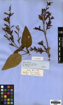 Type specimen at Edinburgh (E). Spruce, Richard: 5990. Barcode: E00259657.