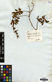 Type specimen at Edinburgh (E). Mathews, Andrew: 798. Barcode: E00259660.