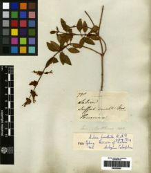 Type specimen at Edinburgh (E). Mathews, Andrew: 798. Barcode: E00259661.
