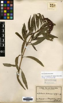 Type specimen at Edinburgh (E). Baum, Hugo: 29. Barcode: E00259666.