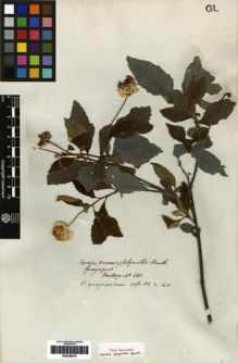 Type specimen at Edinburgh (E). Hartweg, Karl: 680. Barcode: E00259675.