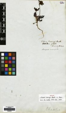 Type specimen at Edinburgh (E). Cuming, Hugh: 313. Barcode: E00259678.