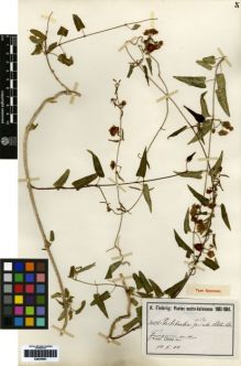 Type specimen at Edinburgh (E). Fiebrig, Karl: 3084. Barcode: E00259681.
