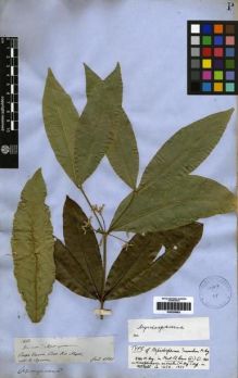 Type specimen at Edinburgh (E). Spruce, Richard: 1664. Barcode: E00259683.
