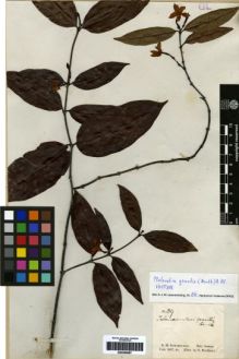 Type specimen at Edinburgh (E). Schomburgk, Robert: 39. Barcode: E00259687.