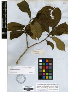 Type specimen at Edinburgh (E). Mathews, Andrew: 1542. Barcode: E00259690.