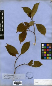 Type specimen at Edinburgh (E). Spruce, Richard: 4209. Barcode: E00259691.