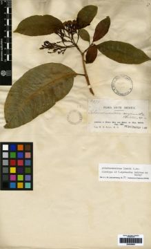 Type specimen at Edinburgh (E). Rusby, Henry: 2377. Barcode: E00259693.