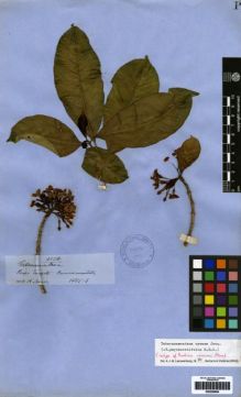 Type specimen at Edinburgh (E). Spruce, Richard: 4534. Barcode: E00259694.