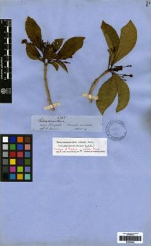 Type specimen at Edinburgh (E). Spruce, Richard: 4245. Barcode: E00259695.