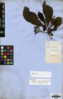 Type specimen at Edinburgh (E). Blanchet, Jacques: 2724. Barcode: E00259696.