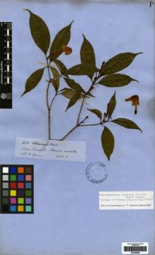 Type specimen at Edinburgh (E). Spruce, Richard: 4611. Barcode: E00259699.