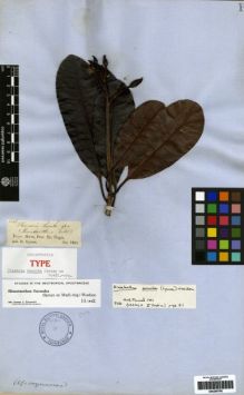 Type specimen at Edinburgh (E). Spruce, Richard: 1848. Barcode: E00259700.