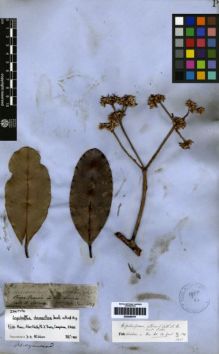 Type specimen at Edinburgh (E). Spruce, Richard: 2618. Barcode: E00259707.