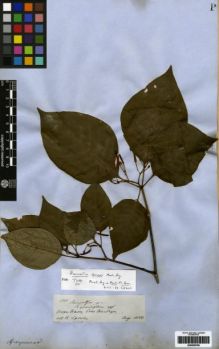 Type specimen at Edinburgh (E). Spruce, Richard: 1732. Barcode: E00259709.