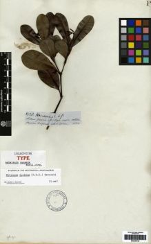 Type specimen at Edinburgh (E). Spruce, Richard: 3528. Barcode: E00259723.