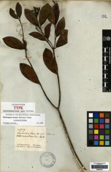 Type specimen at Edinburgh (E). Schomburgk, Robert: 919. Barcode: E00259724.