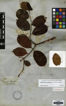 Type specimen at Edinburgh (E). Gardner, George: 2321. Barcode: E00259726.