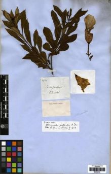 Type specimen at Edinburgh (E). Blanchet, Jacques: 2662. Barcode: E00259730.