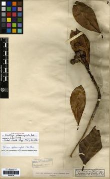 Type specimen at Edinburgh (E). Baron, Richard: 3111. Barcode: E00259736.