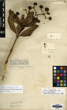 Type specimen at Edinburgh (E). Baron, Richard: 4407. Barcode: E00259738.