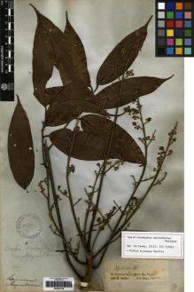 Type specimen at Edinburgh (E). Spruce, Richard: 4. Barcode: E00259739.