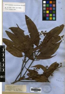 Type specimen at Edinburgh (E). Spruce, Richard: . Barcode: E00259740.