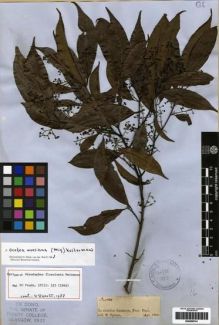 Type specimen at Edinburgh (E). Spruce, Richard: . Barcode: E00259741.