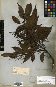 Type specimen at Edinburgh (E). Spruce, Richard: . Barcode: E00259742.