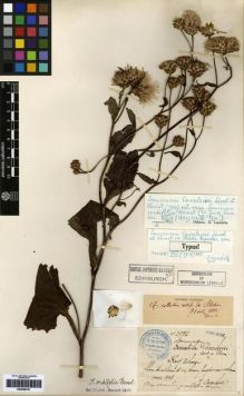 Type specimen at Edinburgh (E). Cavalerie, Pierre: 2976. Barcode: E00259751.