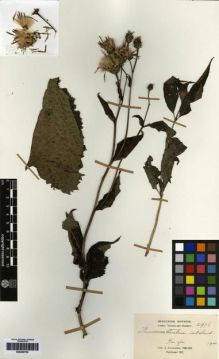 Type specimen at Edinburgh (E). Cavalerie, Pierre: 2976. Barcode: E00259753.