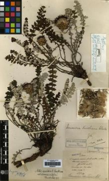Type specimen at Edinburgh (E). Maire, Edouard-Ernest: . Barcode: E00259757.