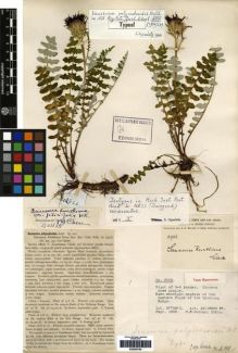 Type specimen at Edinburgh (E). Forrest, George: 2966. Barcode: E00259758.
