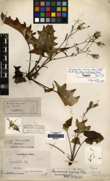 Type specimen at Edinburgh (E). Clemens, Mary: 4158. Barcode: E00259759.