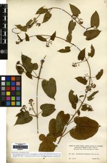 Type specimen at Edinburgh (E). Smith, Herbert: 1668. Barcode: E00259771.