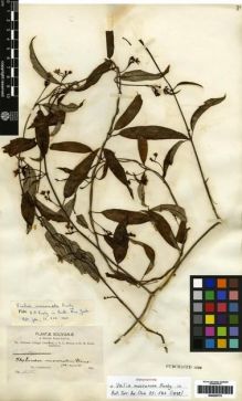 Type specimen at Edinburgh (E). Bang, Miguel: 1275. Barcode: E00259775.