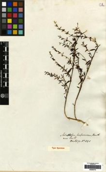 Type specimen at Edinburgh (E). Hartweg, Karl: 1191. Barcode: E00259776.