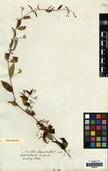 Type specimen at Edinburgh (E). Hartweg, Karl: 601. Barcode: E00259781.