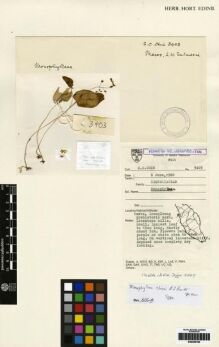 Type specimen at Edinburgh (E). Chin, S.: 3403. Barcode: E00259798.