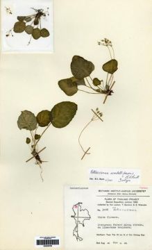 Type specimen at Edinburgh (E). Larsen, K.; Santisuk, T. & Warncke, E.: 3046. Barcode: E00259799.