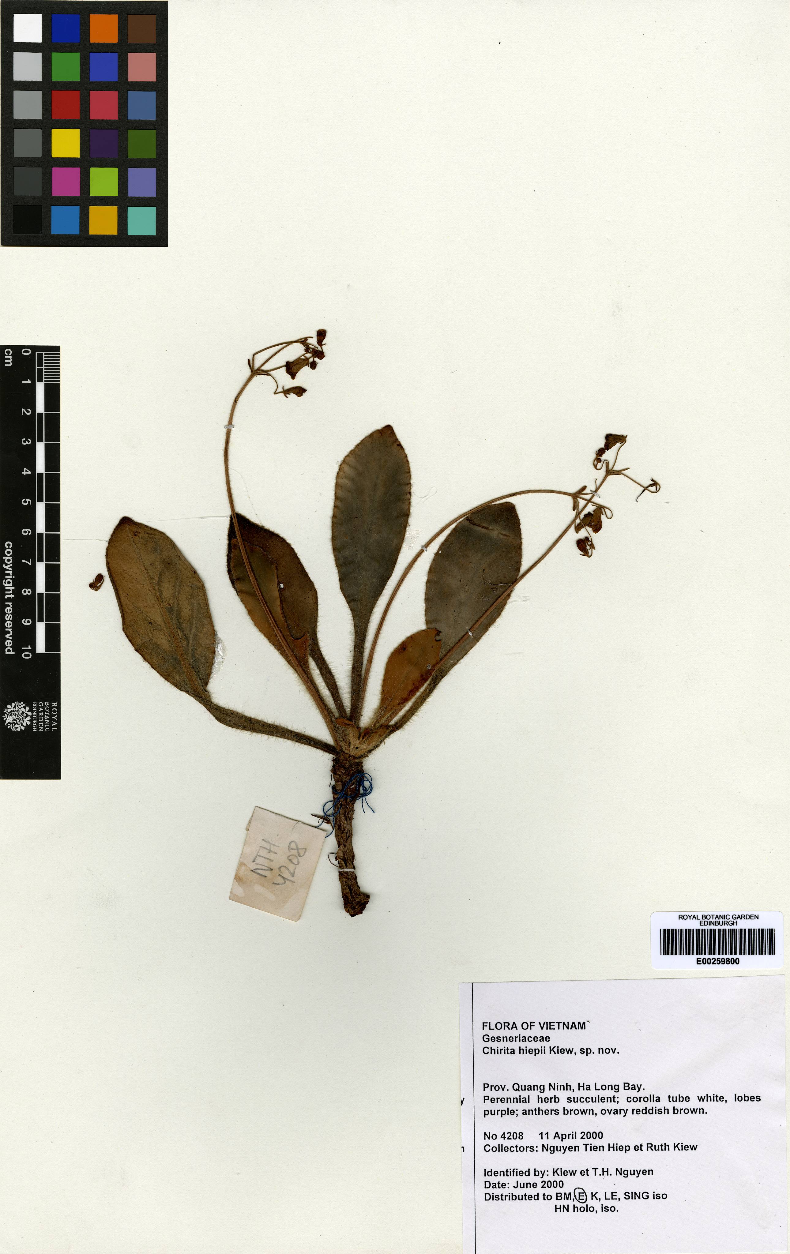 Primulina hiepii — ảnh 2