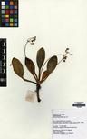 Primulina hiepii — ảnh 3