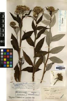Type specimen at Edinburgh (E). Maire, Edouard-Ernest: . Barcode: E00259802.